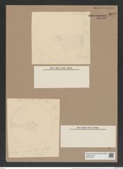 Stephanopyxis apiculata var. californica Grun. (de-Toni-Nr.: Genus 187, Species 4622) Zeichnungen Sammlung Grunow Nr. 8240 (NHMW-BOT-W0377632)